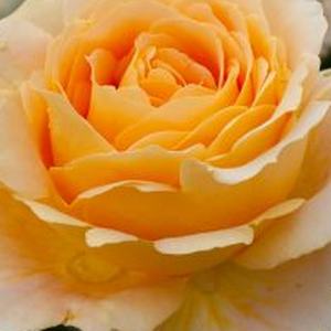 Szkółka róż - róża wielkokwiatowa - Hybrid Tea - żółty  - Rosa  Cappuccino® - róża z dyskretnym zapachem - Hans Jürgen Evers - Jest odmianą z kwiatami o słabym zapachu owocowym w kolorze kremowo-żółtym z nieco pofałdowanymi płatkami. Zdecydowanie nadaje się do zasadzenia w cebrze, w celi ubarwienia tarasu.